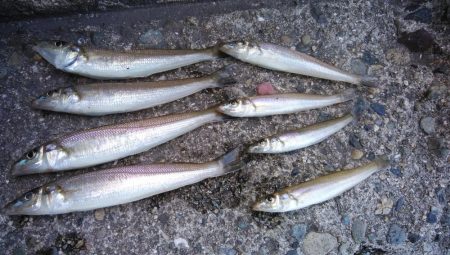 播磨新島のキス情報