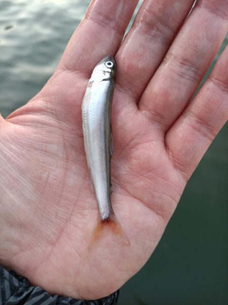 2023/05/26 大阪市内河川 稚鮎釣り