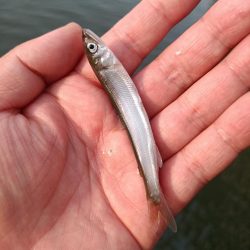 2023/05/27 大阪市内河川 稚鮎釣り