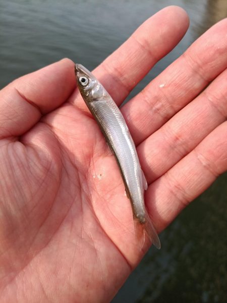 2023/05/27 大阪市内河川 稚鮎釣り