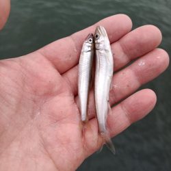 2023/05/28 大阪市内河川 稚鮎釣り