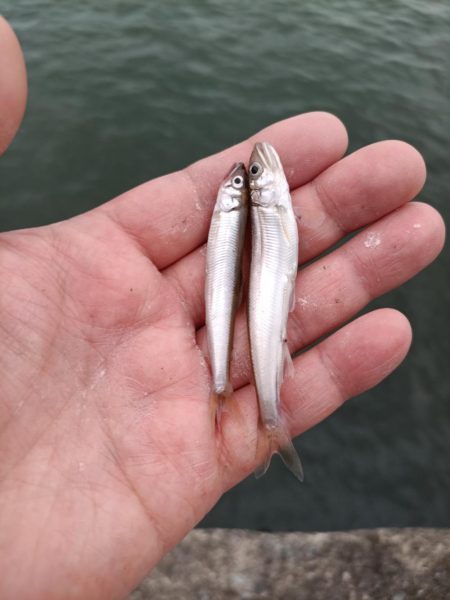 2023/05/28 大阪市内河川 稚鮎釣り