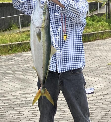 コスモ　ルアーでブリ８１㎝！！