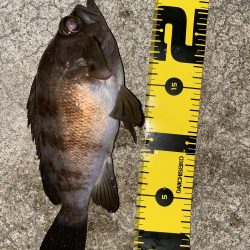 メバルの煮付けが食べたくて！