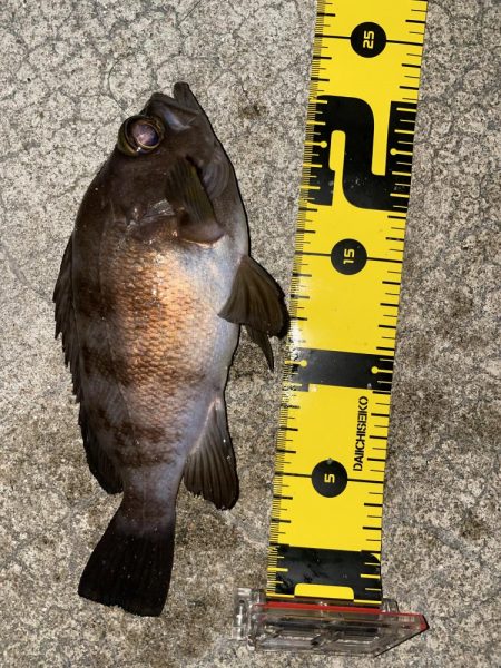 メバルの煮付けが食べたくて！