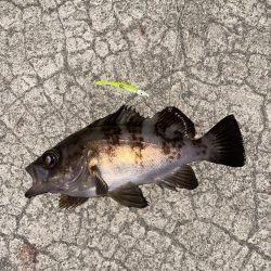 今日もメバリング