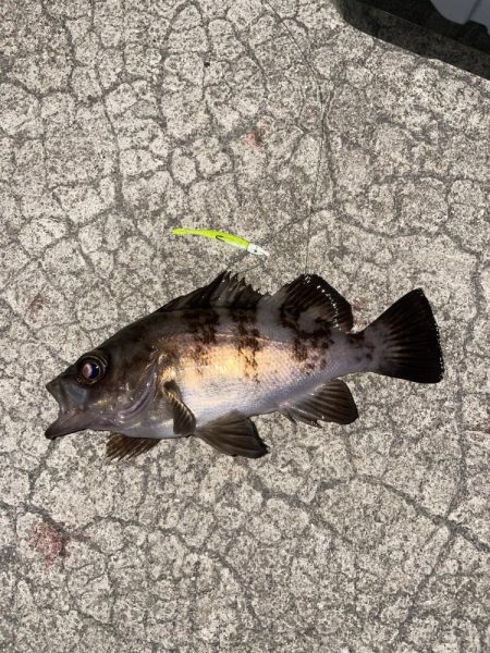 今日もメバリング