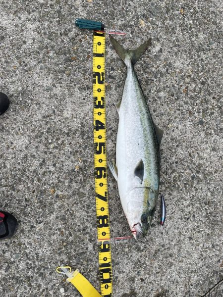 はじめてのブリ　きみとブリ