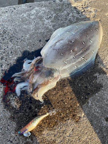 熟れきってるそのモンゴー ゆがんじゃっても…