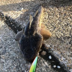 久々に魚釣れました🎵