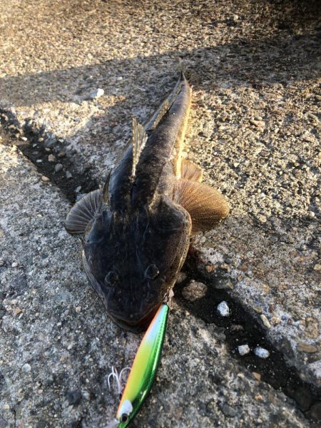 久々に魚釣れました🎵