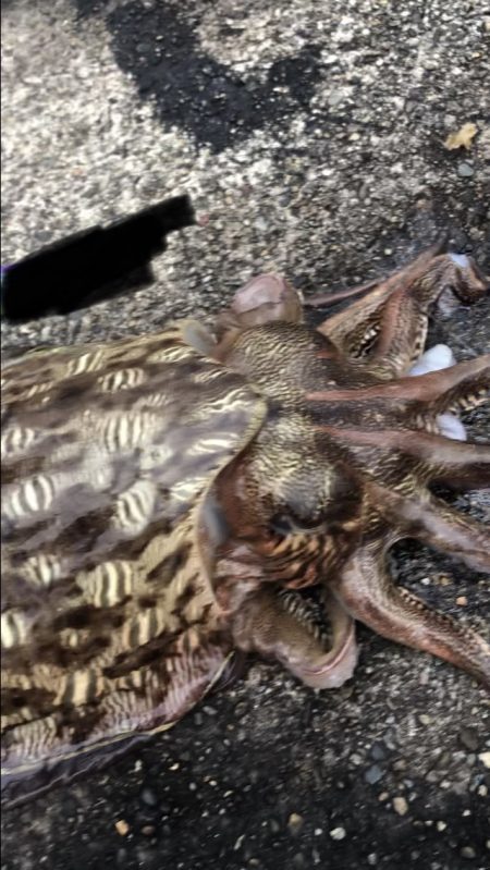 G7よりシャクリ隊