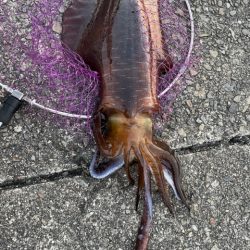 やっと来ました!