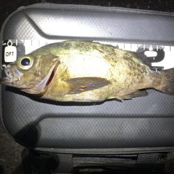 エンドレスで釣れる日