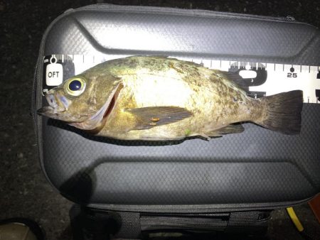 エンドレスで釣れる日