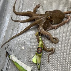 今シーズン初船タコ