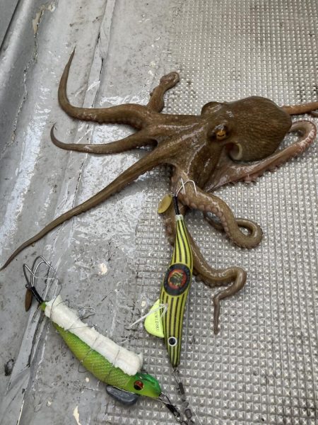 今シーズン初船タコ