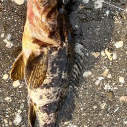 久しぶりに釣れました！！