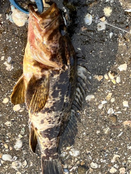 久しぶりに釣れました！！