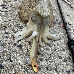 私的には爆釣?でした!!