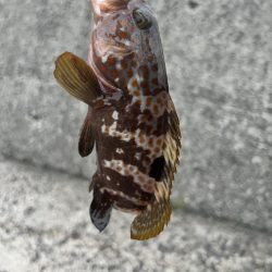 もうお前らええんやけど