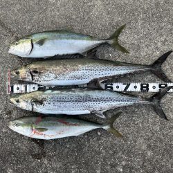 今年初のサワラ