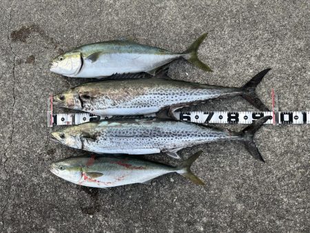 今年初のサワラ