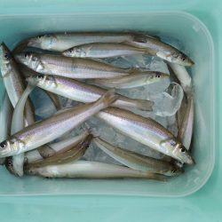 キス釣り　時合は短時間