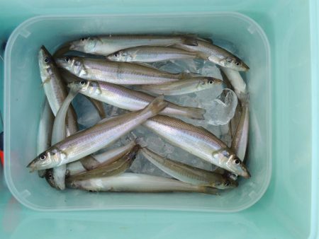 キス釣り　時合は短時間