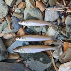 キス釣り 強風に苦戦