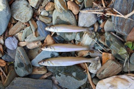 キス釣り　強風に苦戦