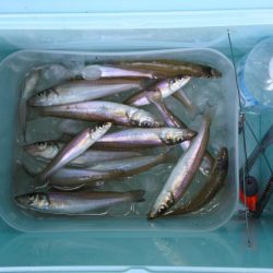 キス釣り　まだ小型ばかり