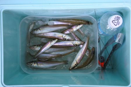 キス釣り　まだ小型ばかり