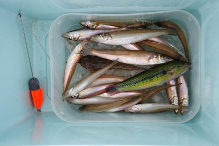 好天のキス釣り