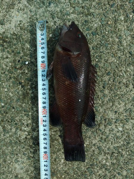 アジングロッドで抜き上げました