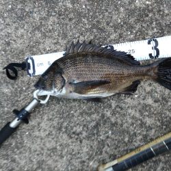 久々にチヌに遊んでもらいました