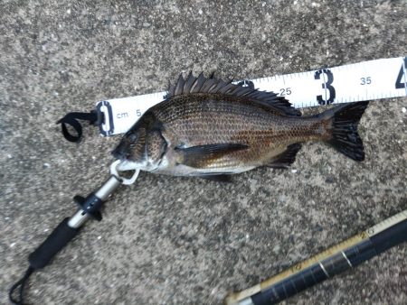 久々にチヌに遊んでもらいました