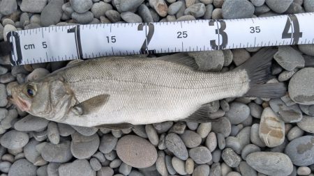 煙樹ヶ浜、ショアジギ