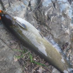 5月の鯰釣り