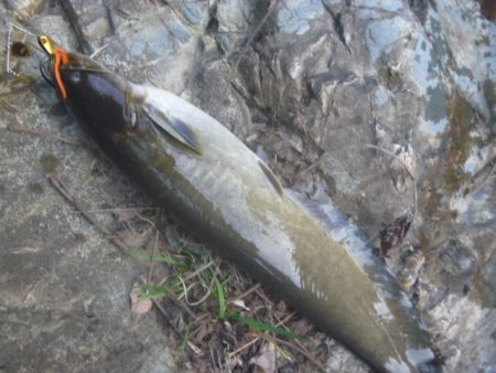5月の鯰釣り