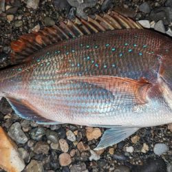 サーフアジング