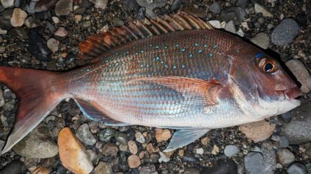 サーフアジング