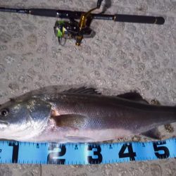 武庫川シーバス