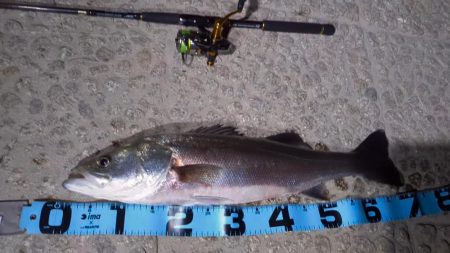 武庫川シーバス