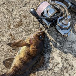 日中メバリング