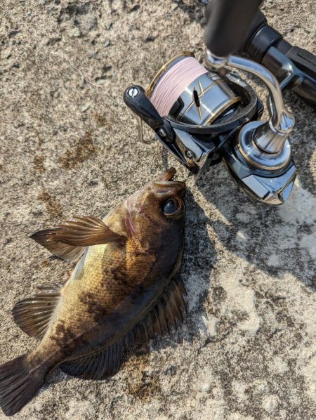 日中メバリング