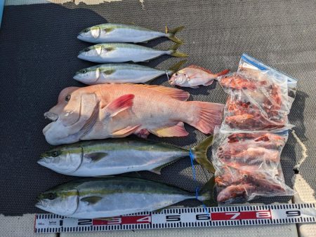 飲ませ釣り（サウス）