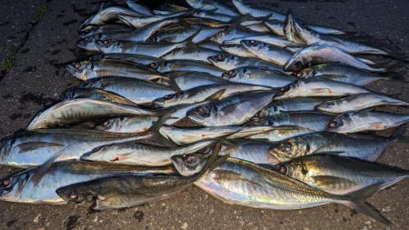 ホタルイカパターンでギガアジ確保