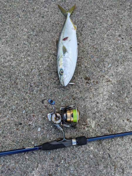 日中メバリング