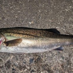 フロートゲームでシーバス